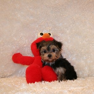 sandhills puppy paws teacup yorkie puppies for sale nebraska terrier breeders sandhills puppy sandhills puppy paws teacup yorkie puppies for sale nebraska terrier breeders sandhills puppy