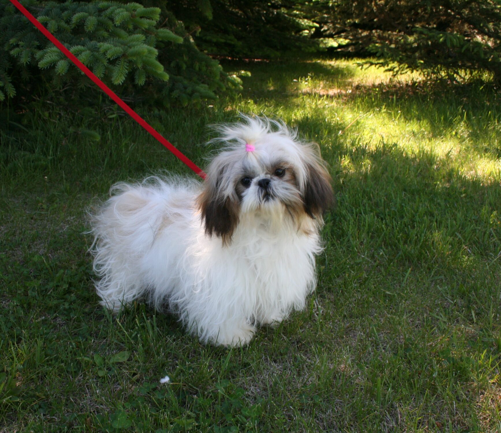 shih tzu apartment shih tzu puppies for sale nebraska shih tzu breeders sandhills puppy paws shih tzu apartment shih tzu puppies for sale nebraska shih tzu breeders sandhills puppy paws