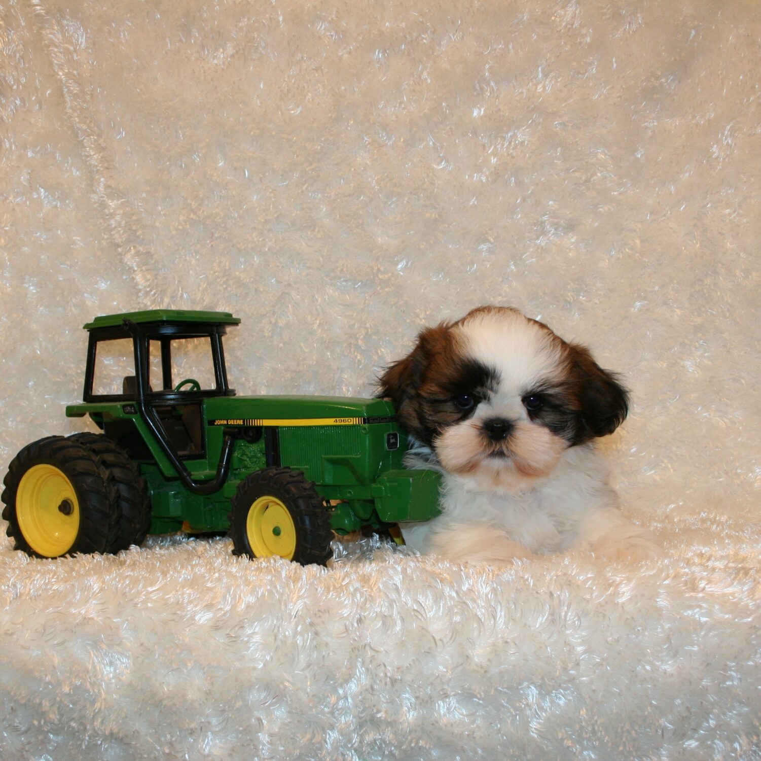 sandhills puppy paws shih tzu puppies for sale nebraska shih tzu breeders sandhills puppy paws sandhills puppy paws shih tzu puppies for sale nebraska shih tzu breeders sandhills puppy paws